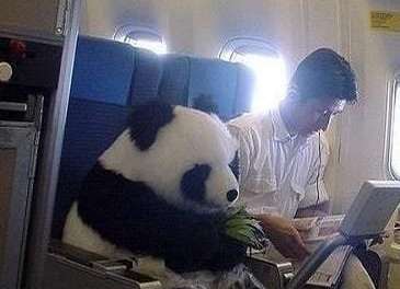 Panda on the air