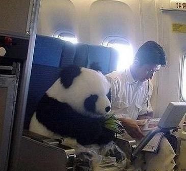 Panda on the air