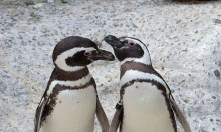 Two Cute Penguins