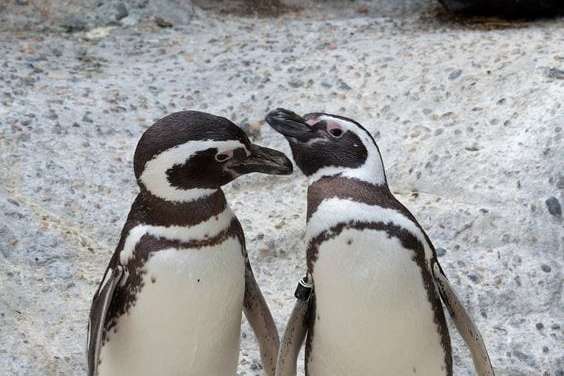 Two Cute Penguins