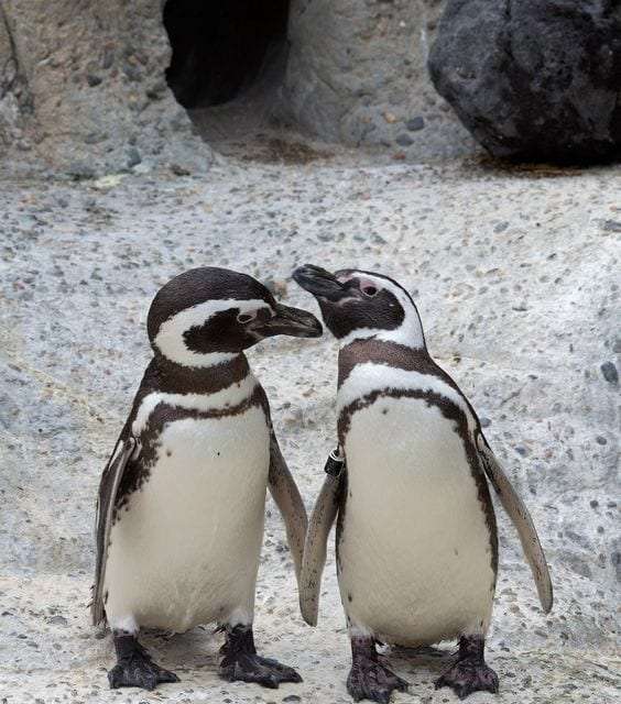 Two Cute Penguins