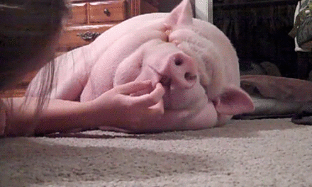 Wake up you…. pig!
