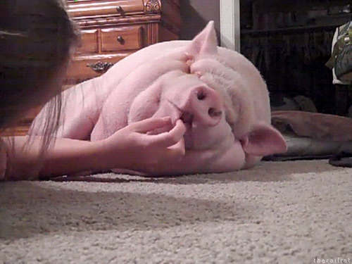Wake up you…. pig!