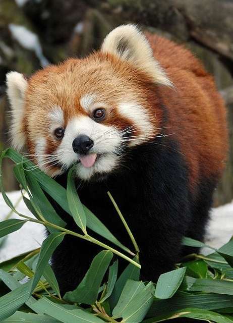 The cute red panda