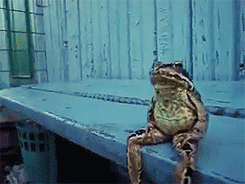 A frog sitting on the bench