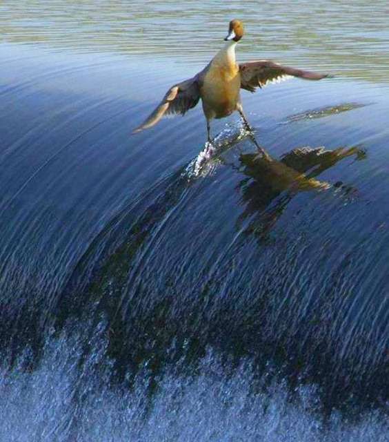 The ultimate water skiing