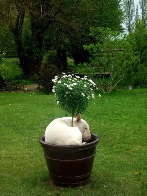 How to keep your potted plants warm