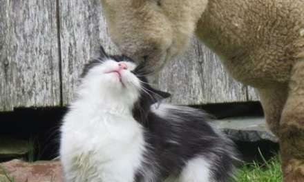 Even sheep got a cat, I still don’t :(