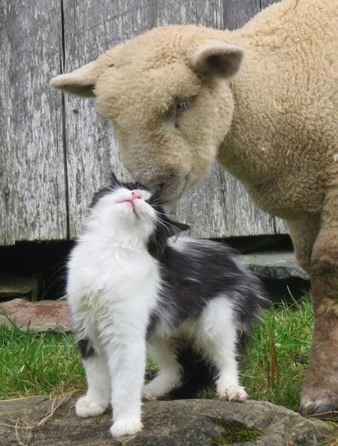 Even sheep got a cat, I still don’t :(