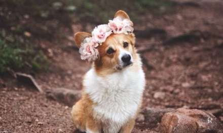 Corgi with flower crown