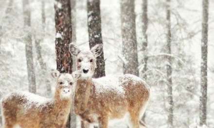 Winter Deer