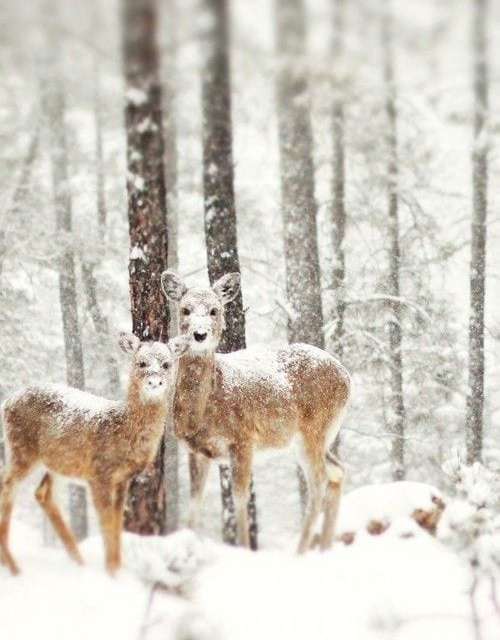 Winter Deer