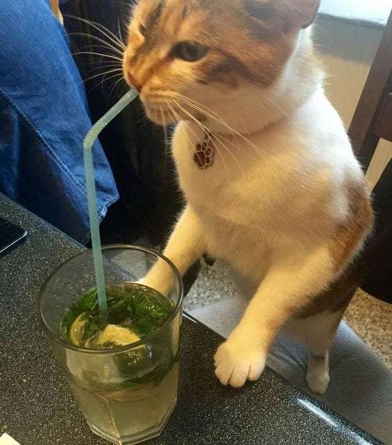 Drinking like a person