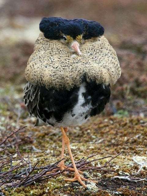 Mushroom Bird