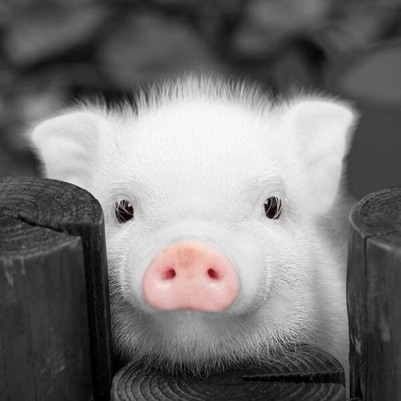 Piggy!