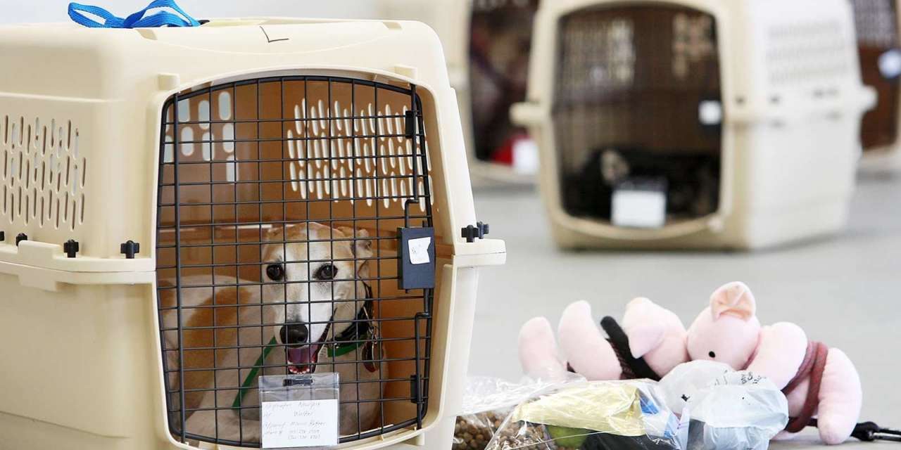 Airlines That Allow Your Pets Travel In-Cabin With You