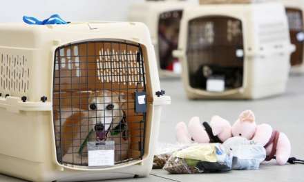 Airlines That Allow Your Pets Travel In-Cabin With You