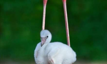 Baby flamingo at Mommy’s feet!!!