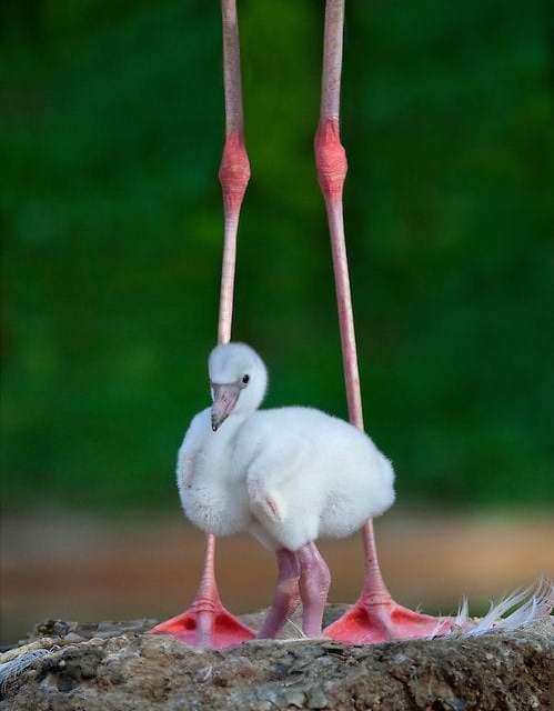 Baby flamingo at Mommy’s feet!!!