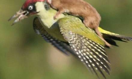 Baby weasel getting a free ride on a woodpecker