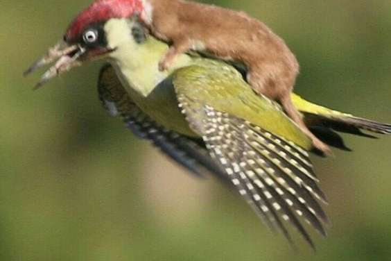 Baby weasel getting a free ride on a woodpecker