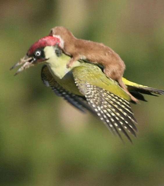 Baby weasel getting a free ride on a woodpecker