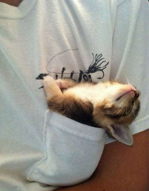 Pocket Cat