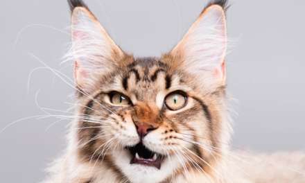 Common Types of Allergies in Cats and Treatment