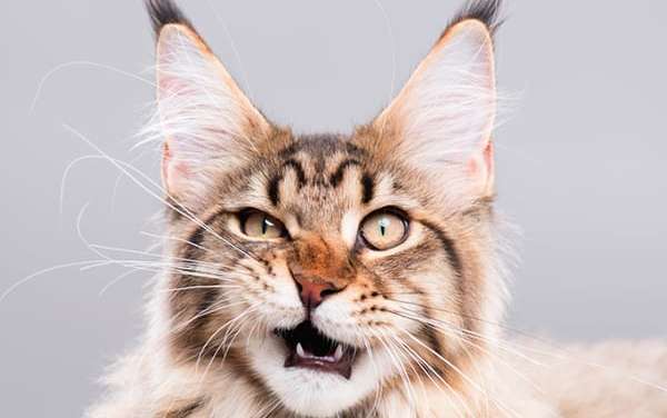 Common Types of Allergies in Cats and Treatment