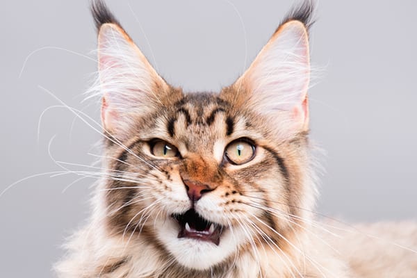 Common Types of Allergies in Cats and Treatment