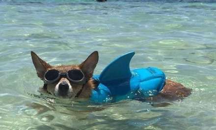 Corgi Shark!