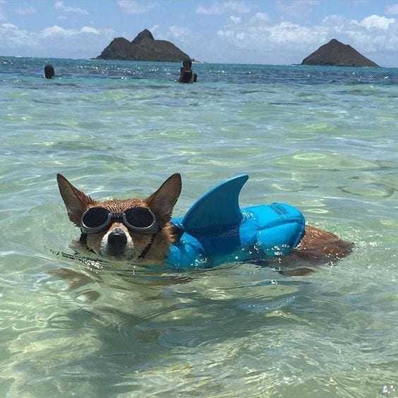 Corgi Shark!