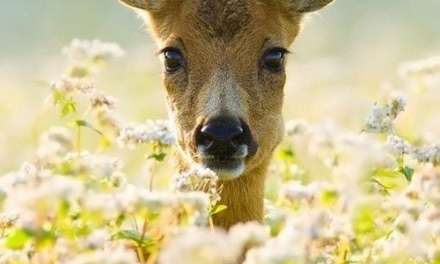 Deer in the sunlight