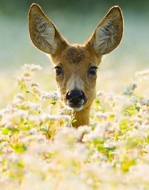 Deer in the sunlight