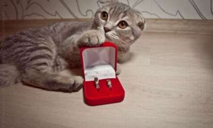 Will you marry me?