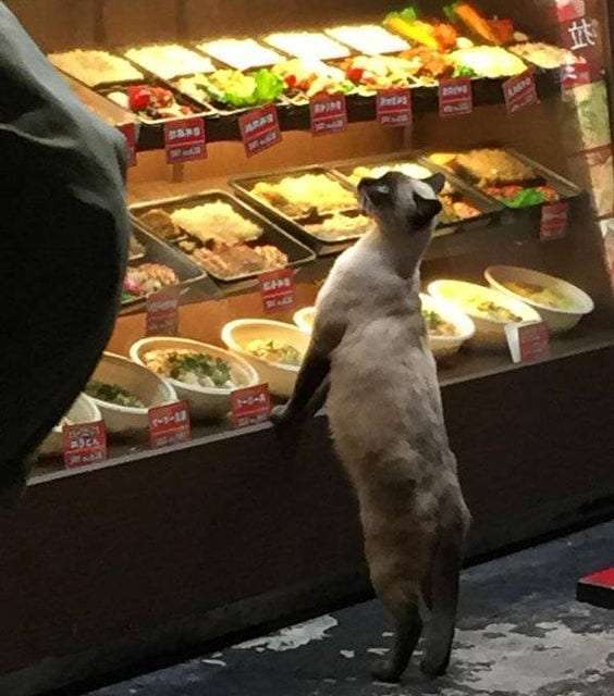 Deciding on what to eat