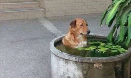 A dog Jacuzzi