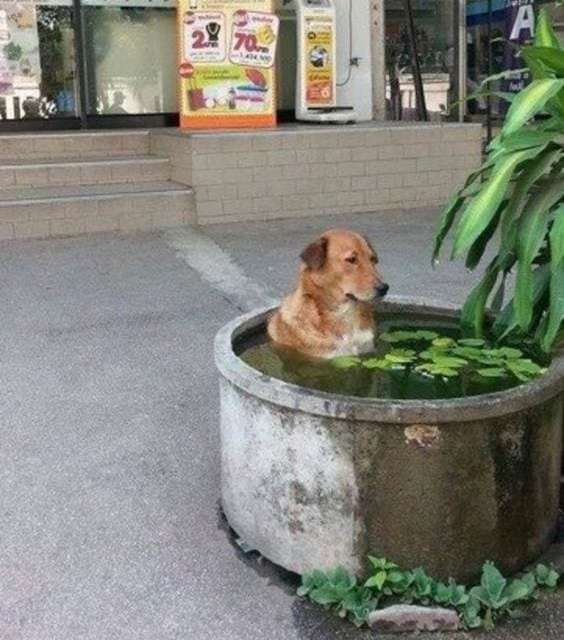 A dog Jacuzzi