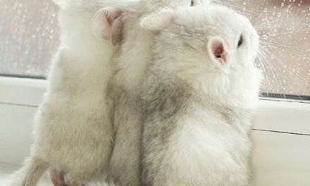 Chinchillas looking out of the window