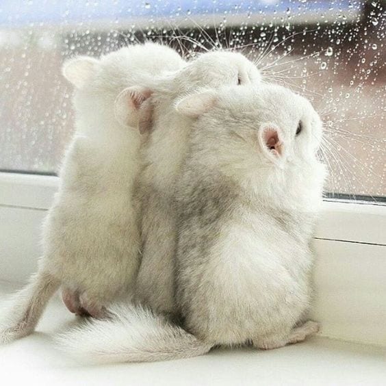 Chinchillas looking out of the window
