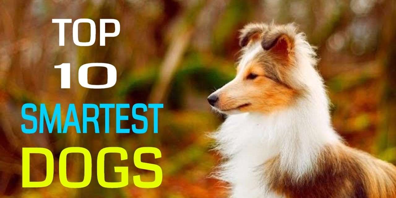 10 Smartest Dog Species in the World