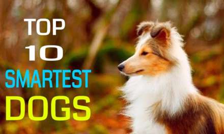 10 Smartest Dog Species in the World