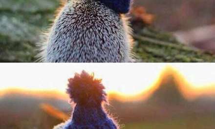 The little hedgehog wearing cute blue hat