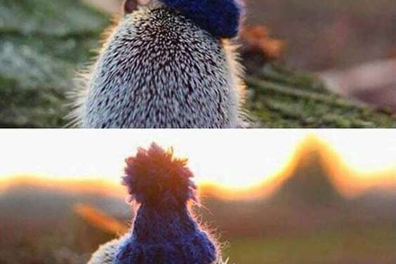 The little hedgehog wearing cute blue hat
