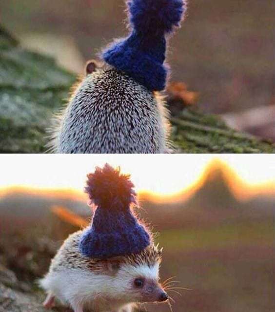 The little hedgehog wearing cute blue hat