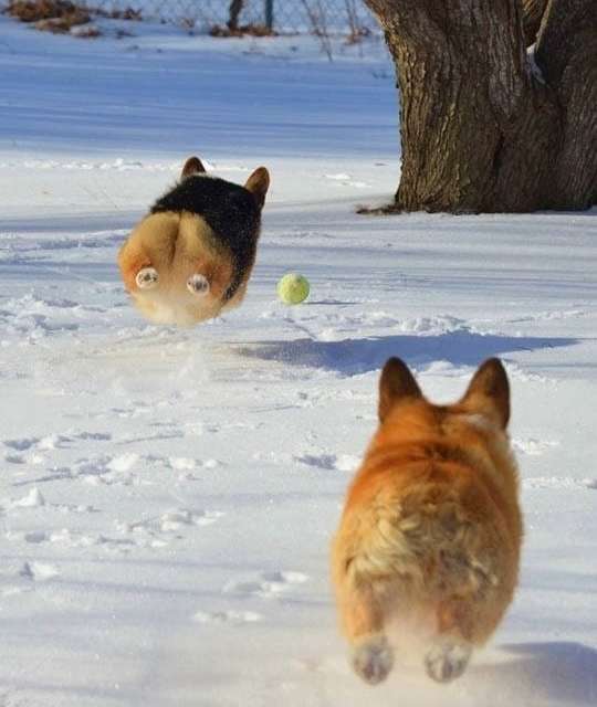 Flying Corgi