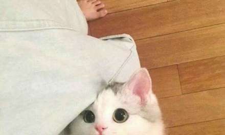 How can you resist such eyes