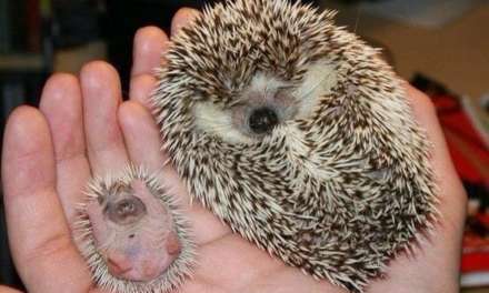 Mami and Babe Hedgehog