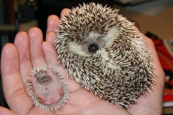 Mami and Babe Hedgehog