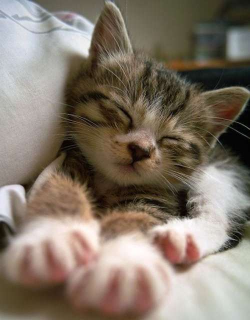 Sleepy Kitten